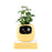 New Yellow Smart Indoor Plant Pot with Wi-Fi App Monitoring, LCD Expression Display & USB-C Rechargeable Planter On Sale