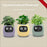 Smart Indoor Plant Pot with Wi-Fi App Monitoring, LCD Expression Display & USB-C Rechargeable Planter On Sale