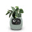 Green Smart AI Indoor Small Plant Pot Robot On Sale