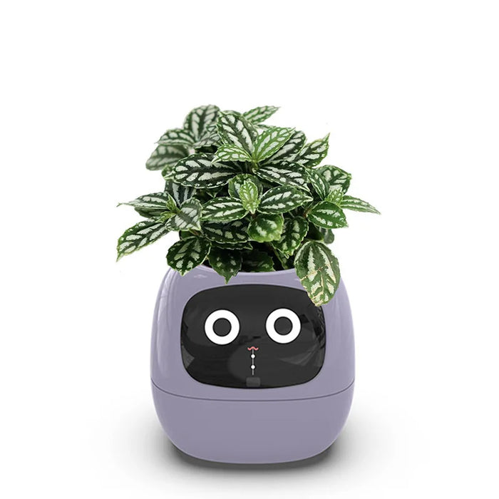 Purple Smart AI Indoor Small Plant Pot Robot On Sale